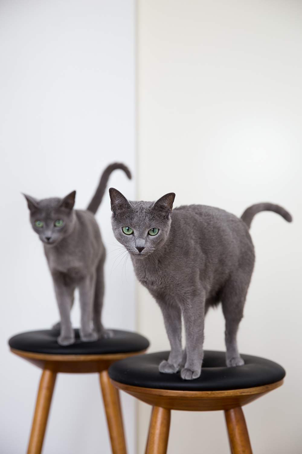 Fine art portret russian blue katten Austin en Amelie